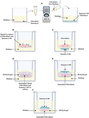 Understanding fibroblast-immune cell interactions via co-culture models and their role in asthma pathogenesis